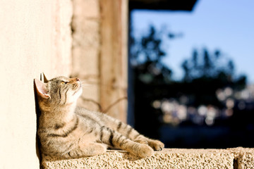 Young tabby cat lying on the wall and looking up, sunbathing.