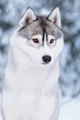 purebred husky in winter