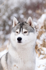 purebred husky in winter