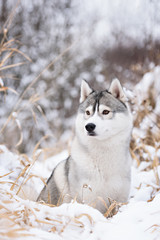 purebred husky in winter