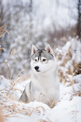 Fototapeta premium purebred husky in winter
