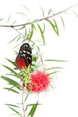 butterfly on a pink flower isolated on white background