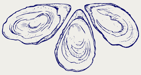 Fresh opened oyster. Doodle style