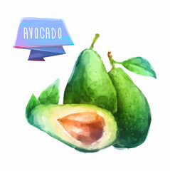 Avocado hand drawn watercolor, on a white background.