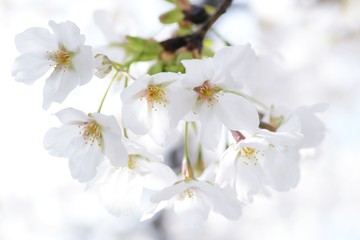 オオシマザクラのアップ