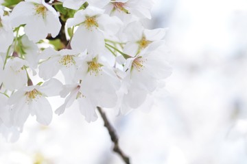 オオシマザクラのアップ