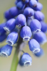 ムスカリのアップ