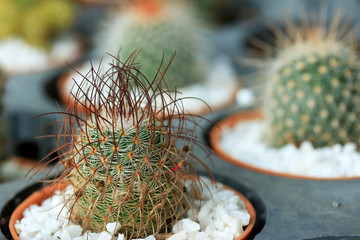 close up cactus