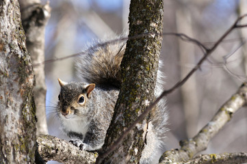 Grey squirrel