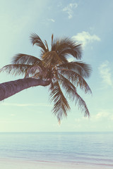 Fototapeta na wymiar Vintage nostalgic stylized palm tree on tropical beach