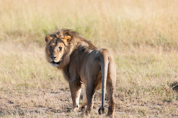 Lion in the savanna of Africa