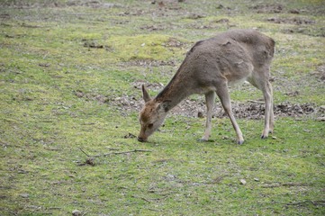 Reh in einer Parkanlage eines Tempels in Japan