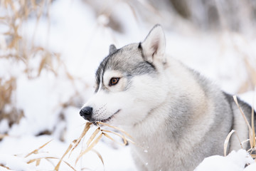siberian husky dog winter portrait