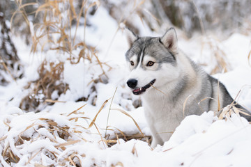 siberian husky dog winter portrait