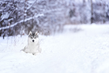 siberian husky dog winter portrait