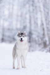 siberian husky dog winter portrait