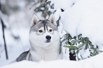 siberian husky dog winter portrait