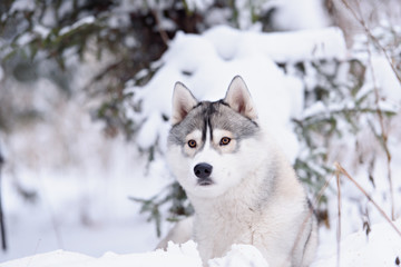 siberian husky dog winter portrait