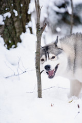 siberian husky dog winter portrait