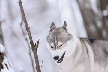 siberian husky dog winter portrait