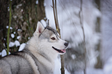 siberian husky dog winter portrait