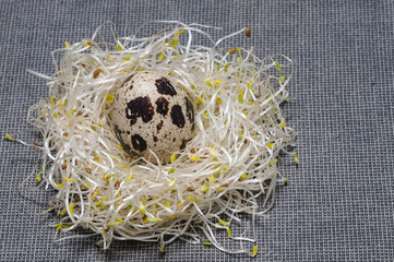 Germinados de alfalfa