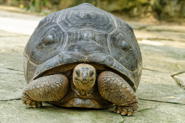 Aldabra Tortoise