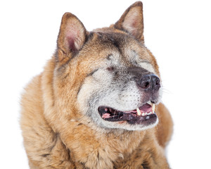 Closeup of Blind Akita Dog