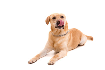 Labrador