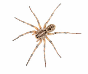 Wolf Spider (Hogna Sp) on white background.