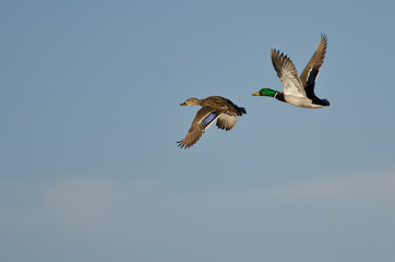 Pair of Mallard Ducks Flying in a Blue Sky