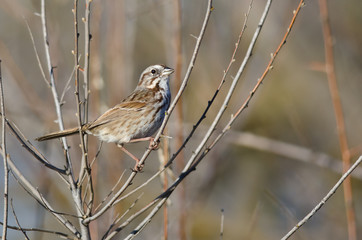 Song Sparrow Perched in a Tree