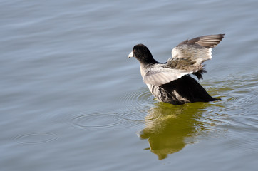 American Coot Rising up out of the Lake Water