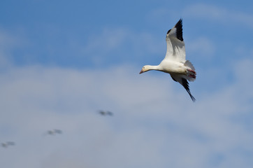 Lone Snow Goose Flying in the Clouds