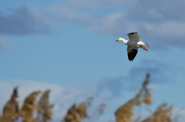 Lone Snow Goose Landing in the Marsh