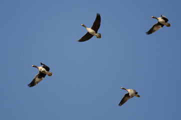 Four Greater White-Fronted Geese Flying in a Blue Sky