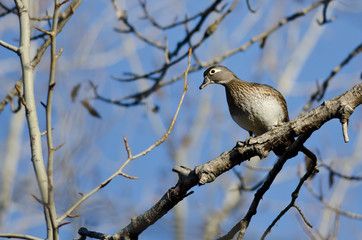 Female Wood Duck Perched in a Tree