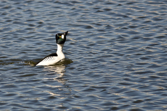 Male Common Goldeneye Performing His Mating Dance