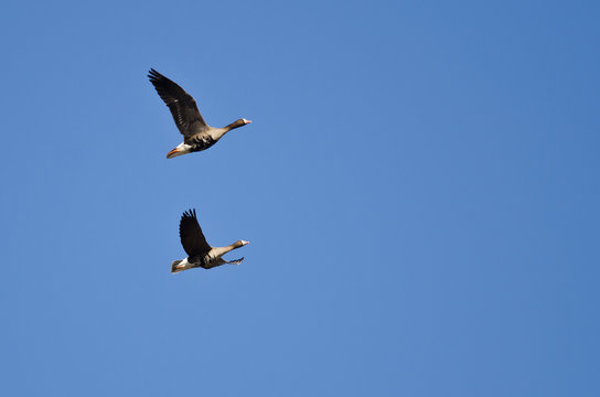 Two Greater White-Fronted Geese Flying in a Blue Sky
