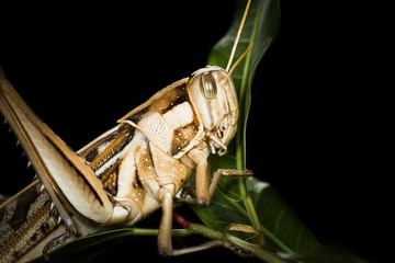 Big Grasshopper on black background