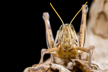Big Grasshopper on black background