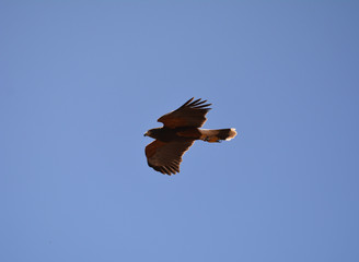 Brown Falcon Flight