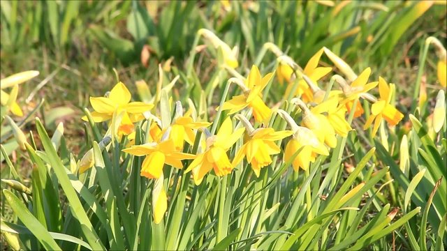 yellow daffodils, spring, springtime, garden, narcissus