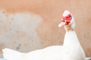 white duck in the farm