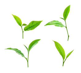 Green tea leaf isolated on white background.