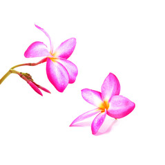 Naklejka na ściany i meble frangipani flower on white