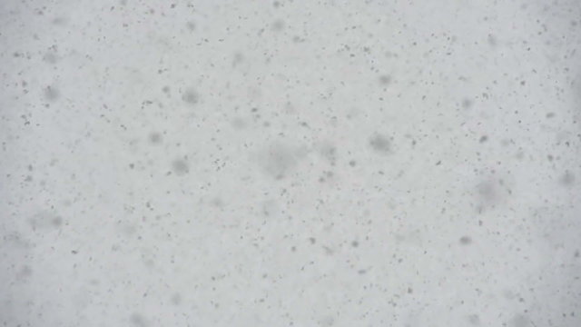 Large Flakes of Snow