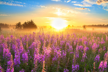 landscape with the sunrise  and  blossoming meadow