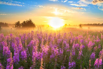 Fotobehang landschap met de zonsopgang en bloeiende weide © yanikap