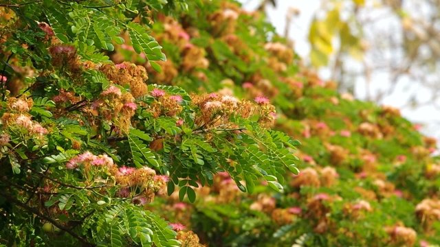 Rain tree canopy with flower shaking with the wind